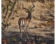 Samiec antylopy Impala