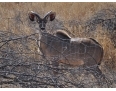 Antylopa Kudu