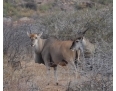 Antylopa Eland
