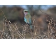 Ptaszek Lilac-breasted Roller - po polsku po prostu kraska
