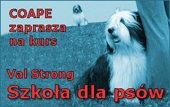 Kurs Szkoła Dla Psów